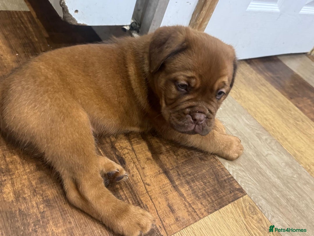 Dogue De Bordeaux dogs for sale: Dogue De Bordeaux Puppies - Image 12