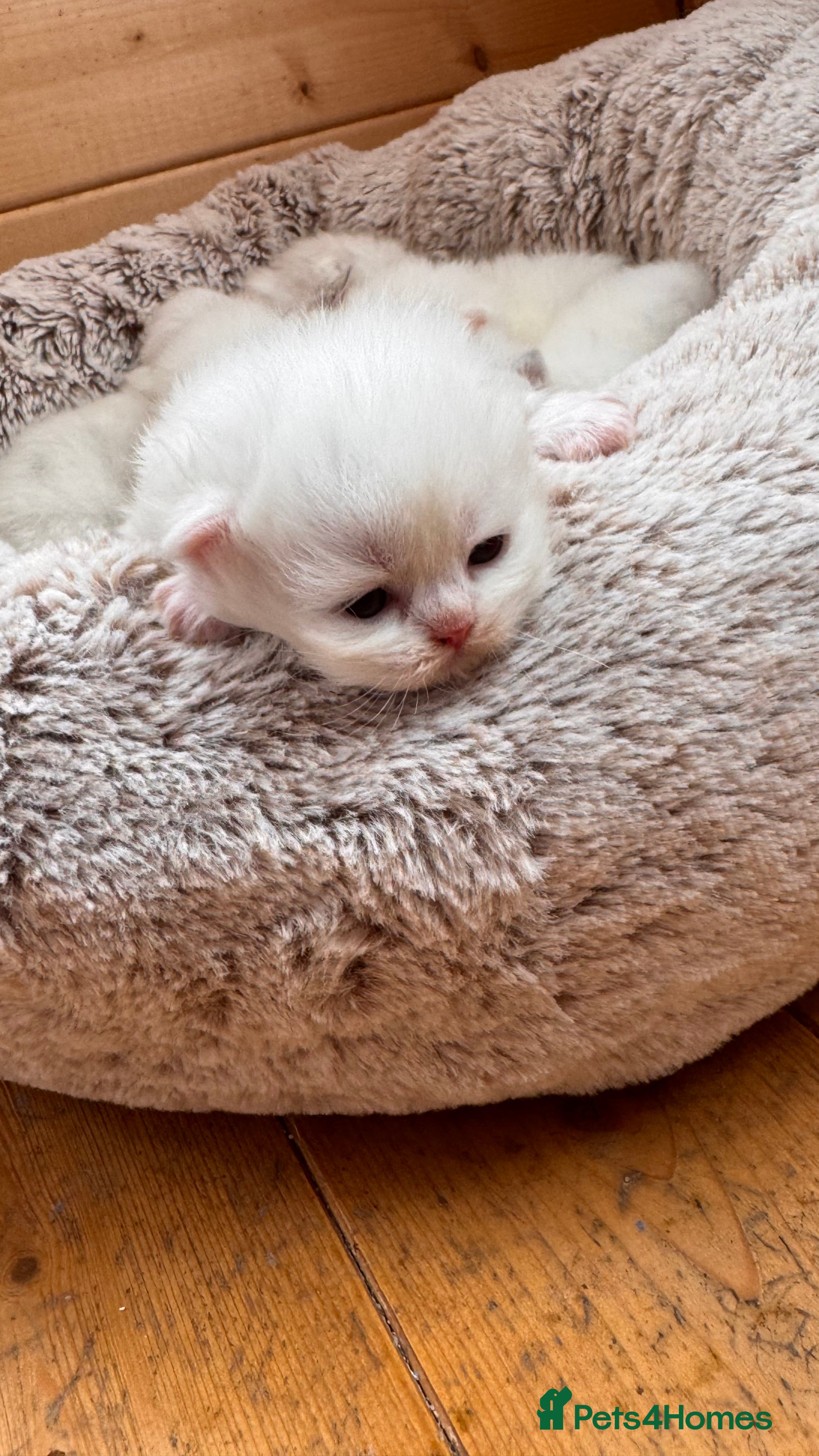 British Longhair cats Adorable British Longhair and Shorthair kittens - Advert 1