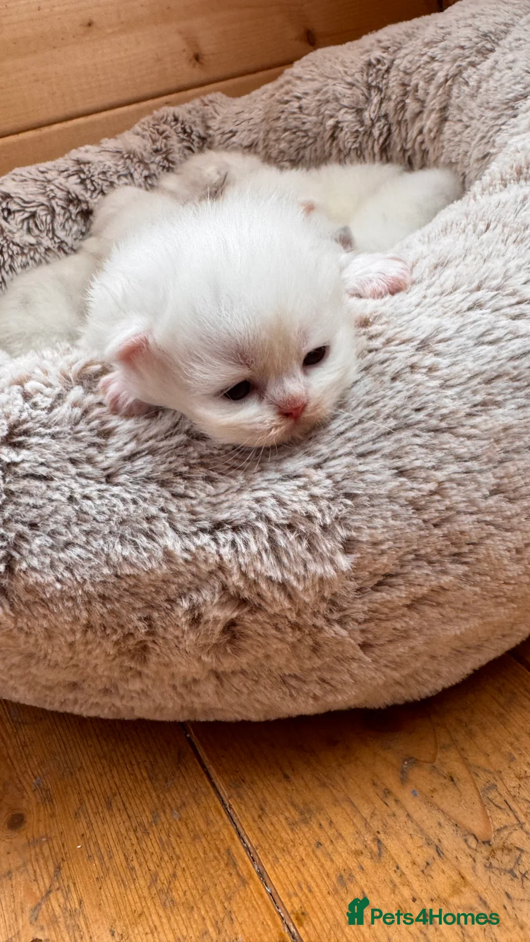 British Longhair cats for sale: Adorable British Longhair and Shorthair kittens - Advert 1