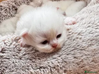 British Longhair cats Adorable British Longhair and Shorthair kittens - Advert 1