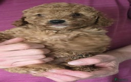 Cockapoo dogs for sale: Stunning Red & Apricot/Cream Cockapoo Puppies - Image 4