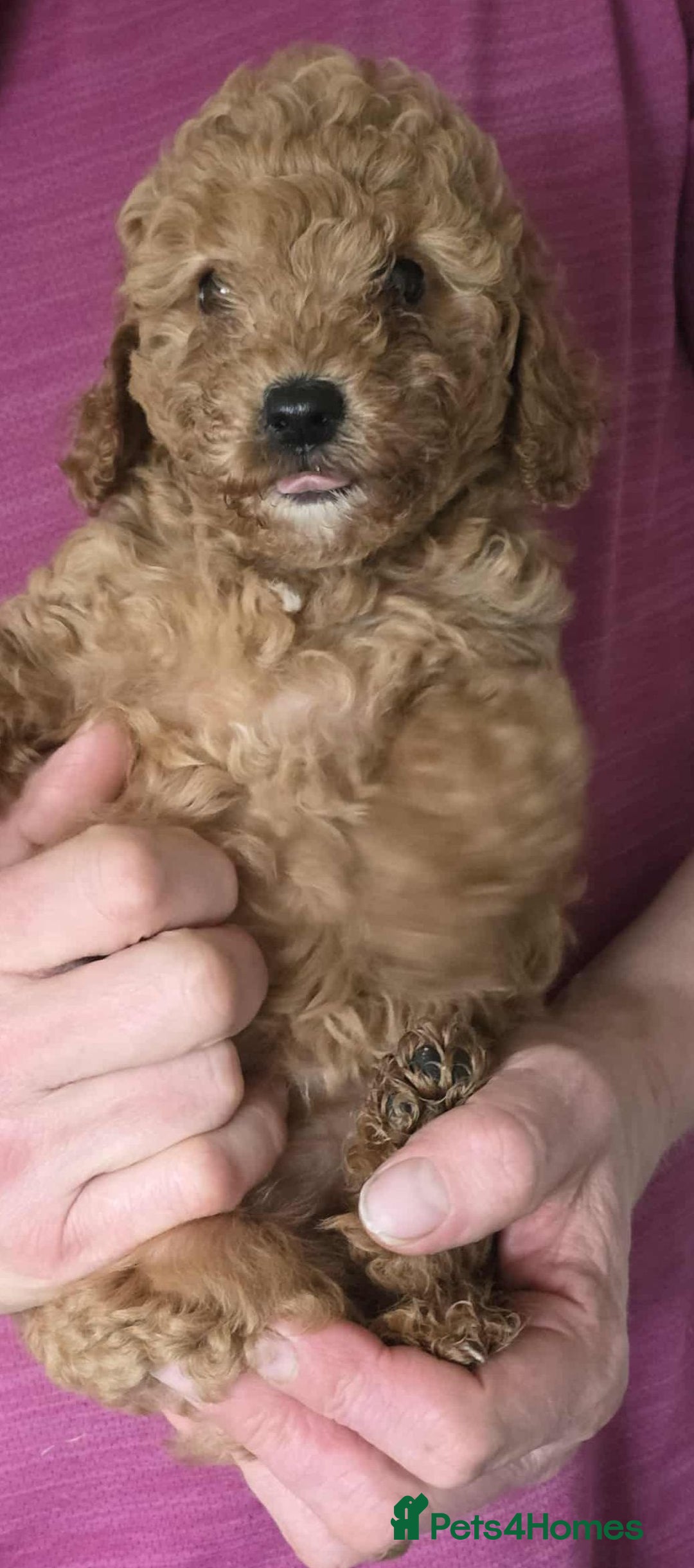 Cockapoo dogs for sale: Stunning Red & Apricot/Cream Cockapoo Puppies - Image 4