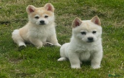 Chow Chow dogs for sale: Exotic colour chowsky puppies for sale  - Image 24