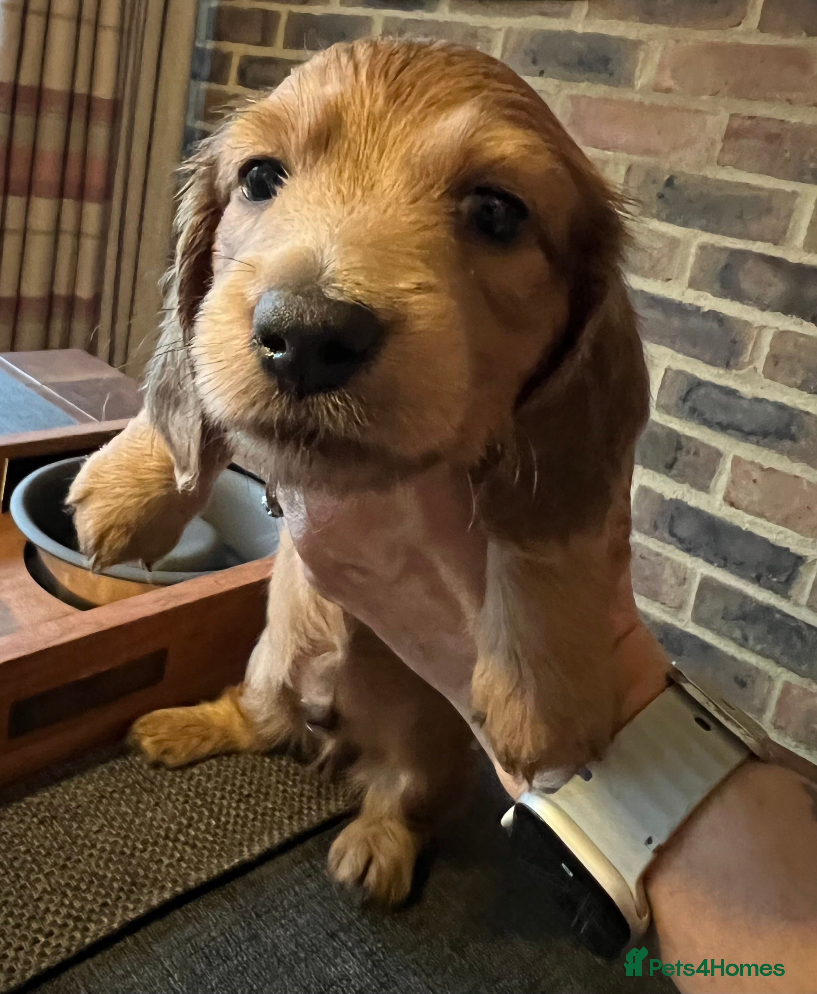 Miniature Dachshund dogs Long haired red miniature Dachshund puppies - Advert 19