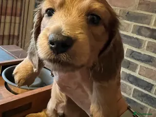 Miniature Dachshund dogs Long haired red miniature Dachshund puppies - Advert 19