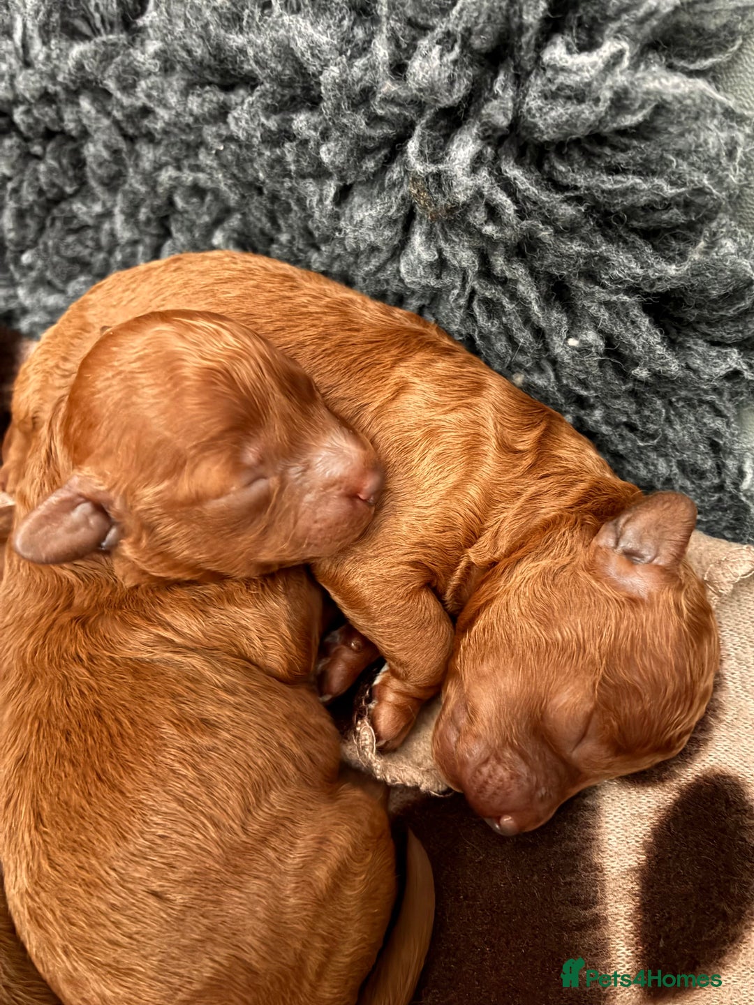 Toy Poodle dogs for sale: 5* Champion Bloodline  Asian Toy Poodles - Advert 9