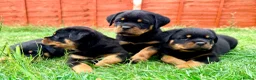 Rottweiler dogs for sale: Beautiful Rottweiler Puppies  in Chessington - Advert 5