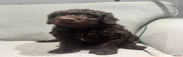Labradoodle dogs for sale: * READY* MiniF1B Labradoodle - Advert 3