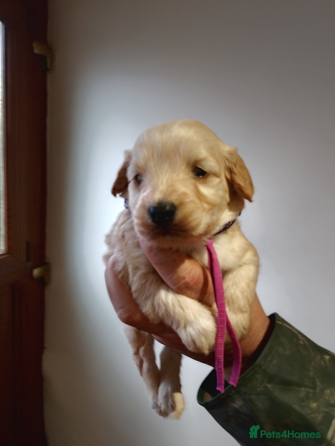 Cockapoo dogs for sale: Cockapoo puppies  - Advert 4