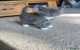 Mixed Breed cats for sale: Mixed breed ragdoll x British shorthair kitten - Image 1