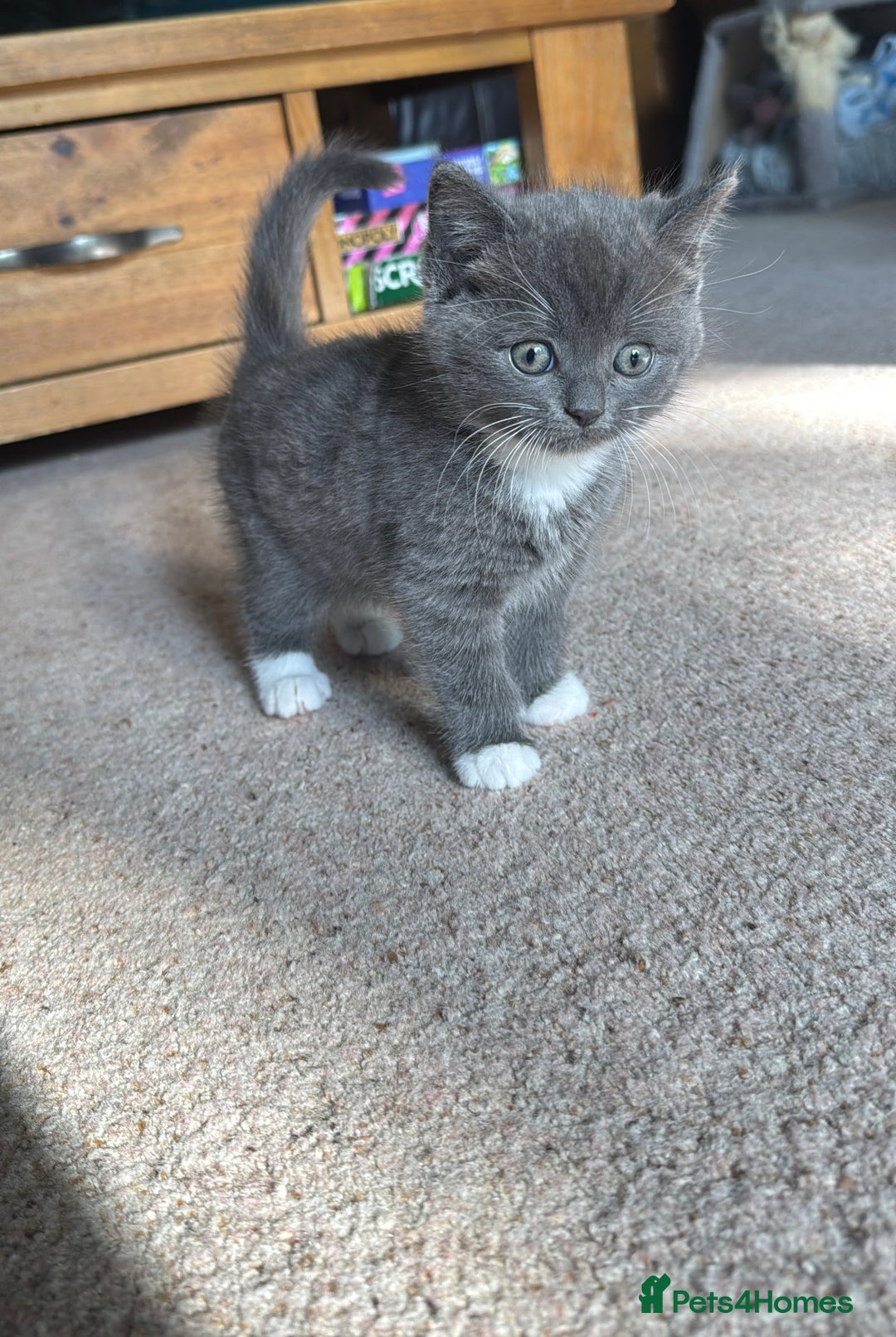 Mixed Breed cats for sale: Mixed breed ragdoll x British shorthair kitten - Image 1