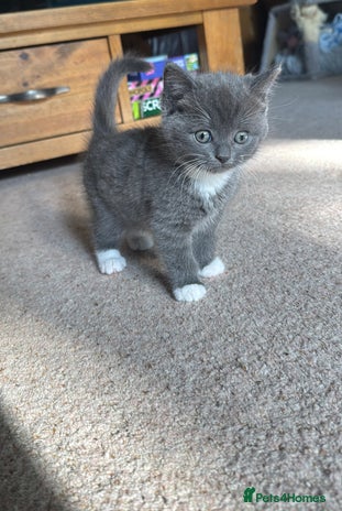 Mixed Breed cats - Advert 2