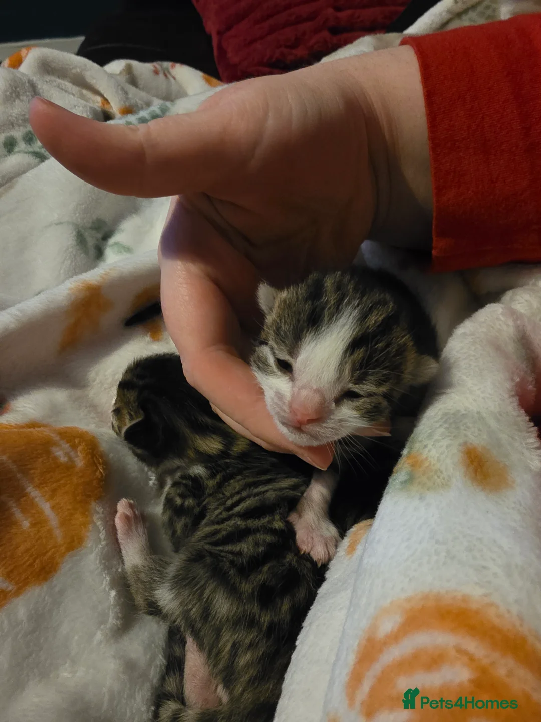 Mixed Breed cats for sale: Cross Breed Kittens - Advert 13