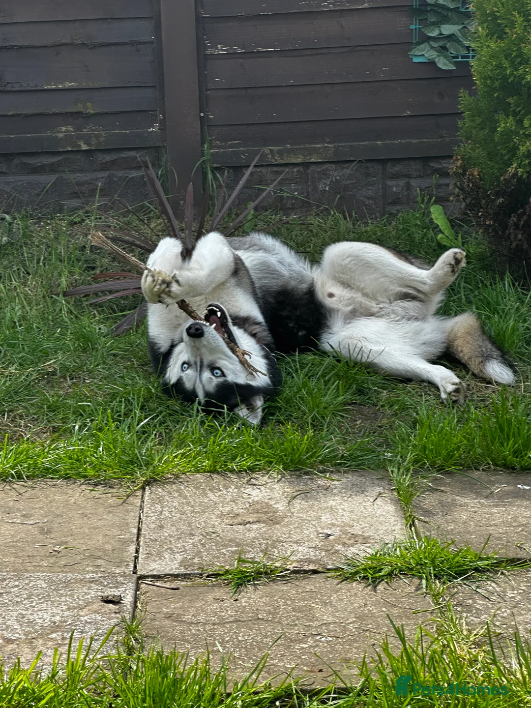 Siberian Husky dogs for stud: 🐺Lucky🐺 in Birmingham - Advert 37