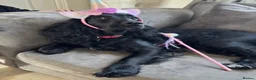 Cocker Spaniel dogs for sale: Beautiful litter of cocker spaniel puppies - Advert 5