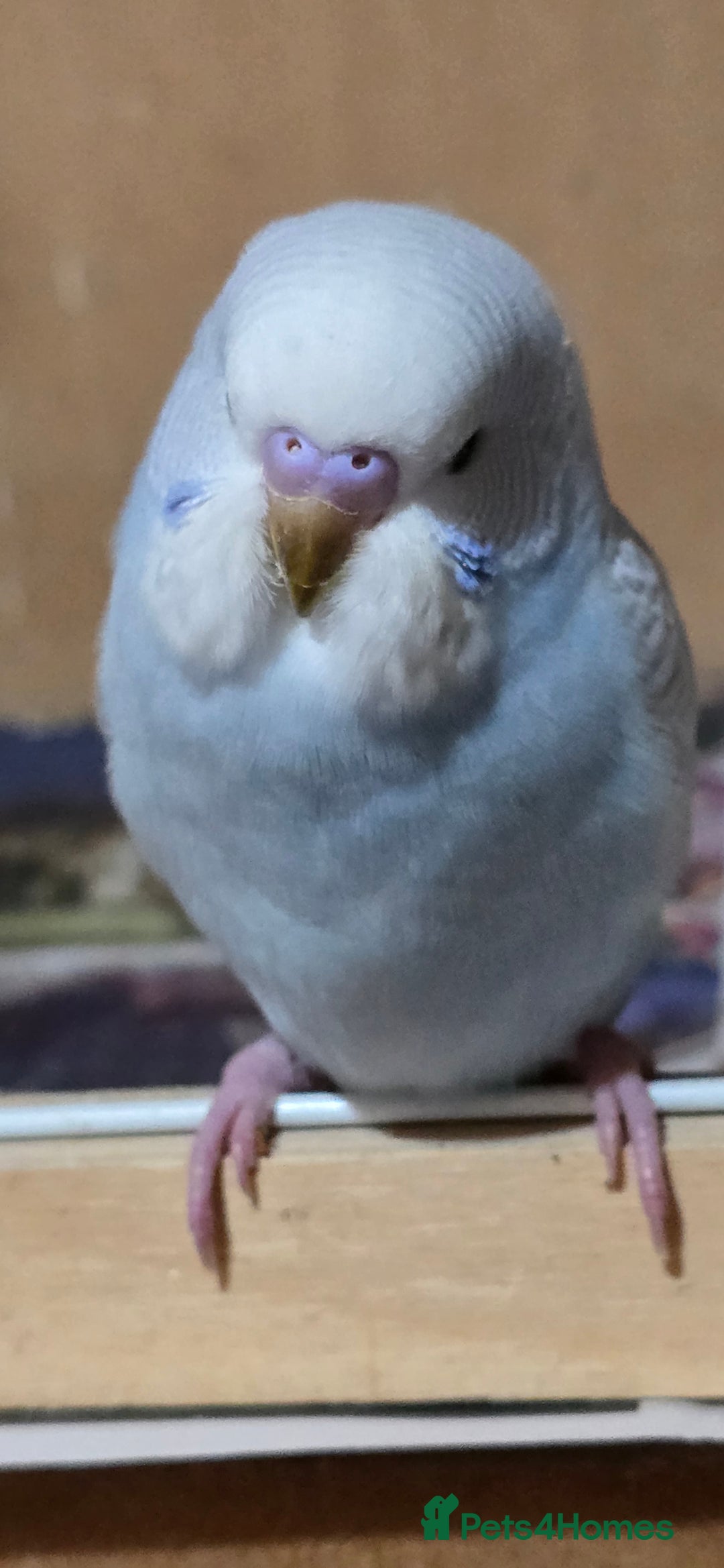 Budgerigars birds for sale: Gorgeous baby budgies - Image 20