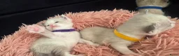 Ragdoll cats for sale: Gorgeous Ragdoll Kittens – 2 Boys, 2 Girls - Advert 6