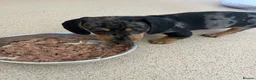 Miniature Dachshund dogs for sale: Beautiful KC registered puppies.  - Advert 22