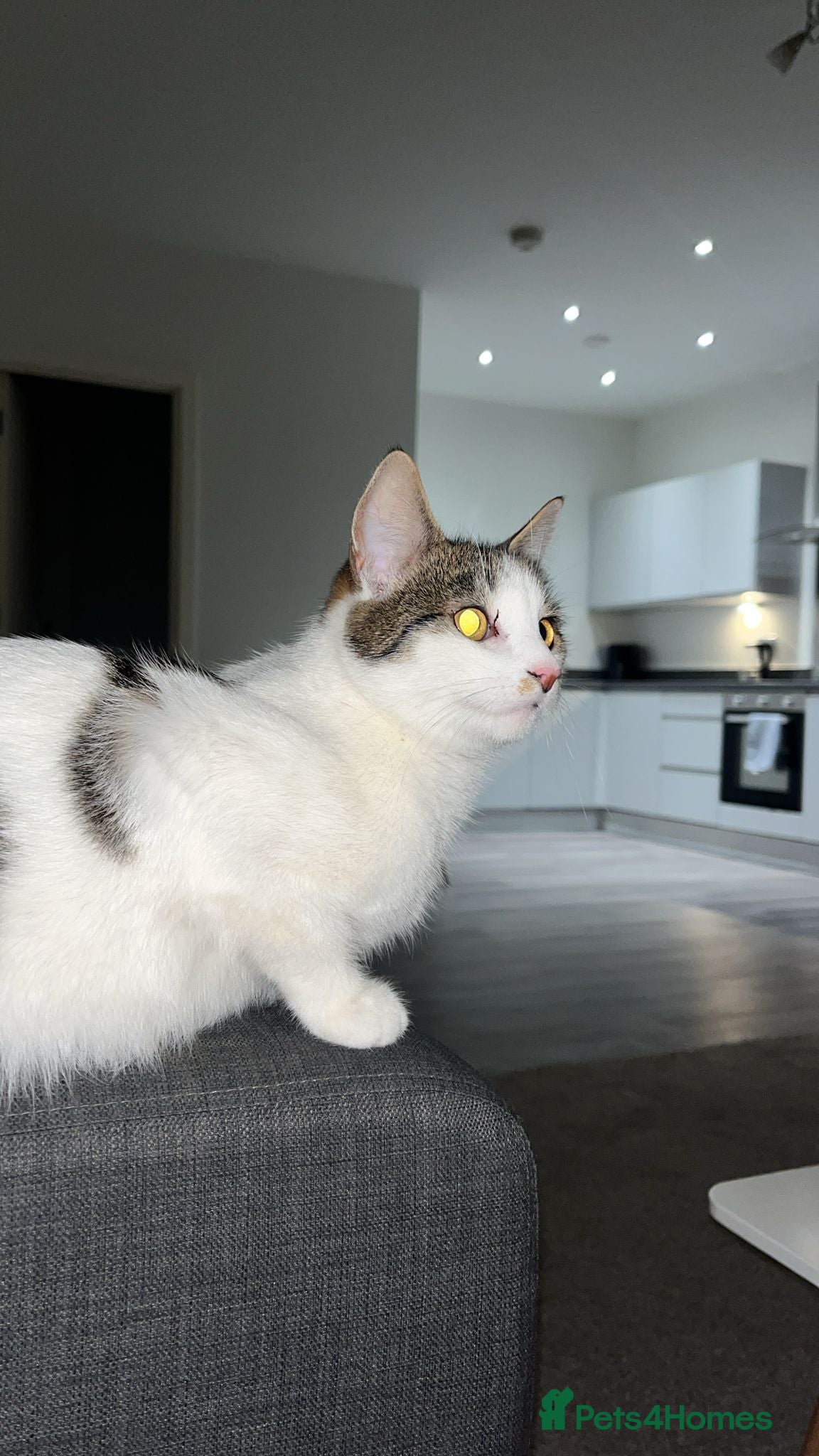 British Shorthair cats Beautiful playful kittens  - Advert 6