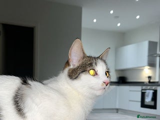 British Shorthair cats Beautiful playful kittens - Advert 1