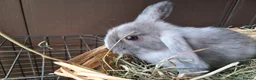 Mini Lop rabbits for sale: Baby lops in Rugeley - Advert 9