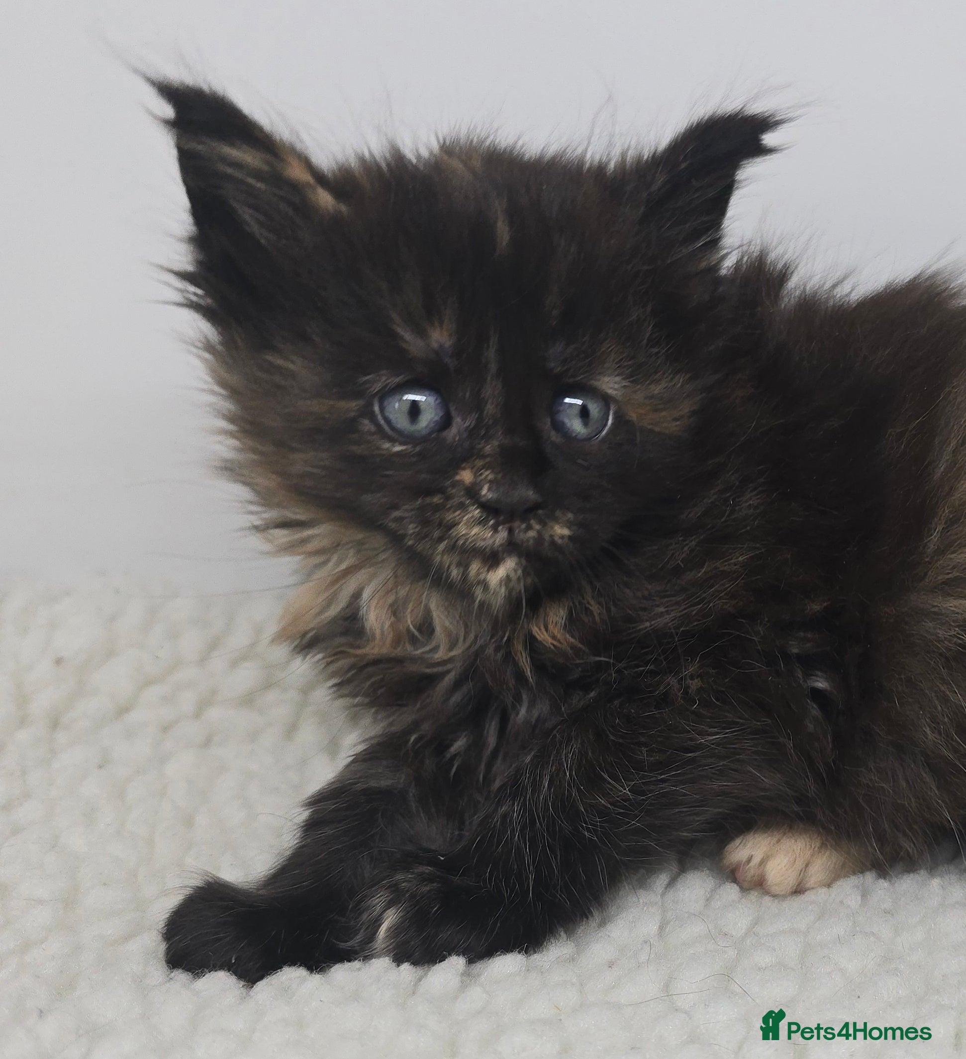 Maine Coon cats Amazing Large Purebred Maine Coon Kittens - Advert 2