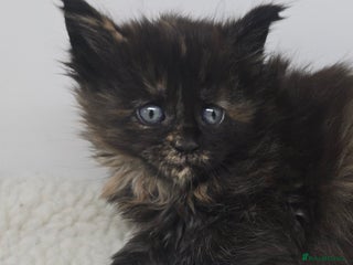 Maine Coon cats Amazing Large Purebred Maine Coon Kittens - Advert 2