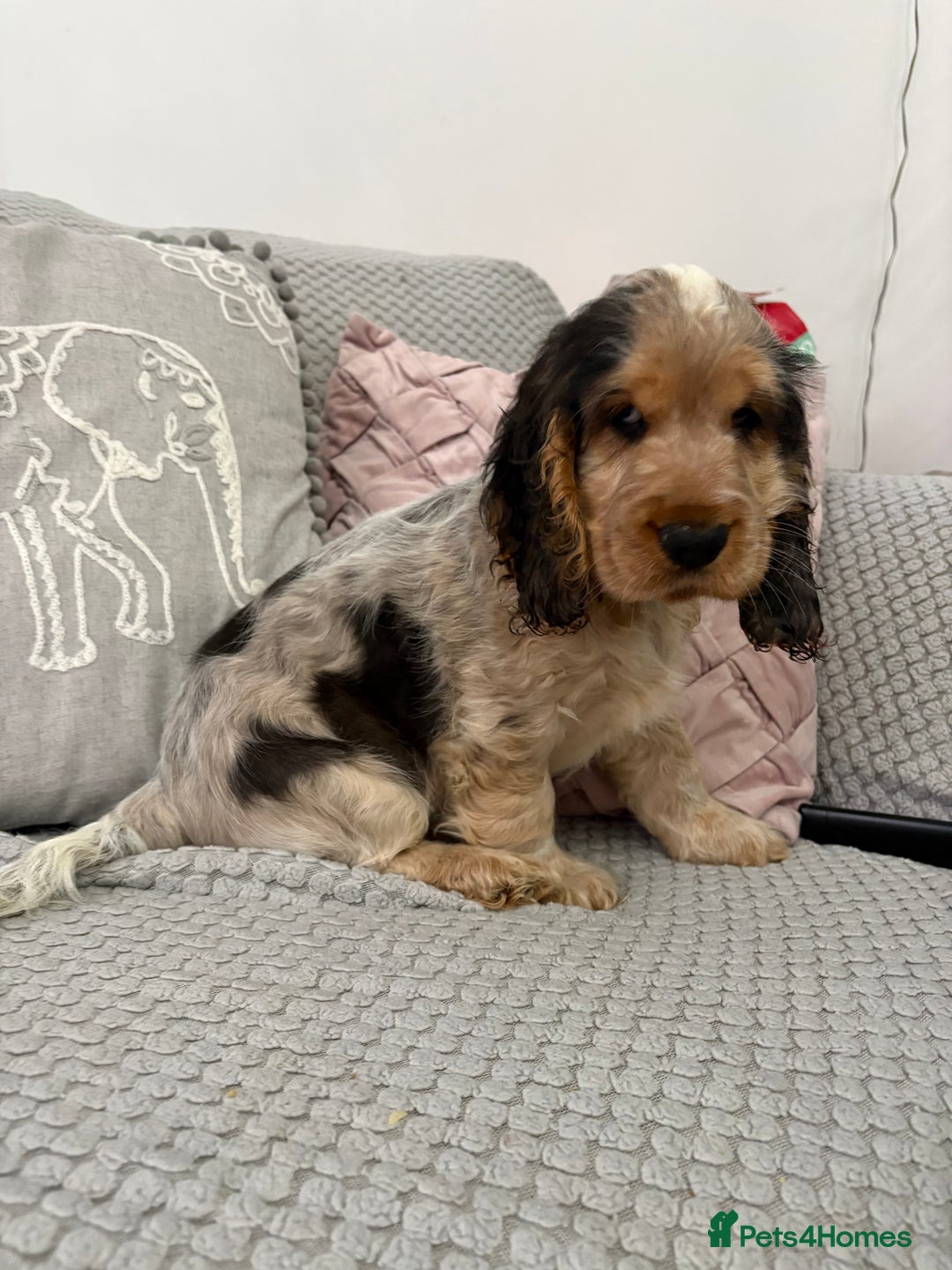 Cocker Spaniel dogs for sale: KC Reg Delightful Show Type Cocker Spaniels - Advert 11