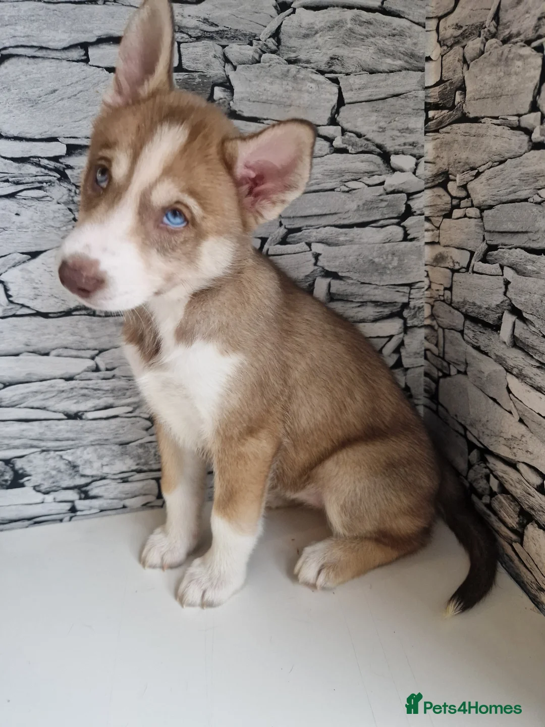 Siberian Husky dogs for sale: 1 beautiful girl left ❤️ ready now  - Advert 3