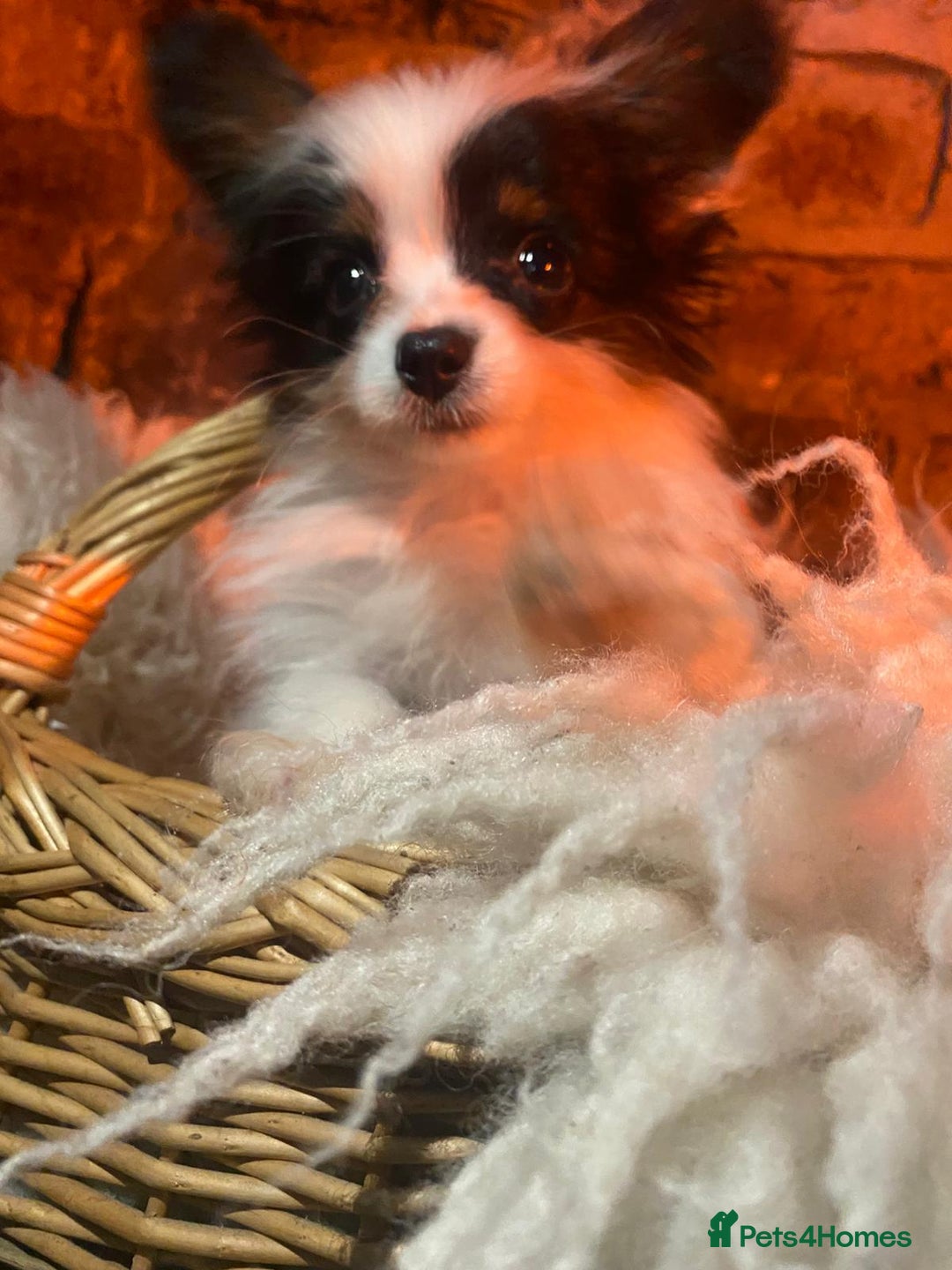 Papillon dogs for sale: KC Papillons DNA tested parents  - Advert 7
