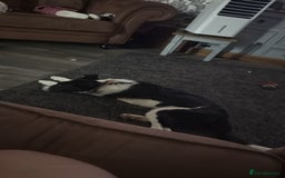 Border Collie dogs for sale: 7 month border collie for sale - Image 2