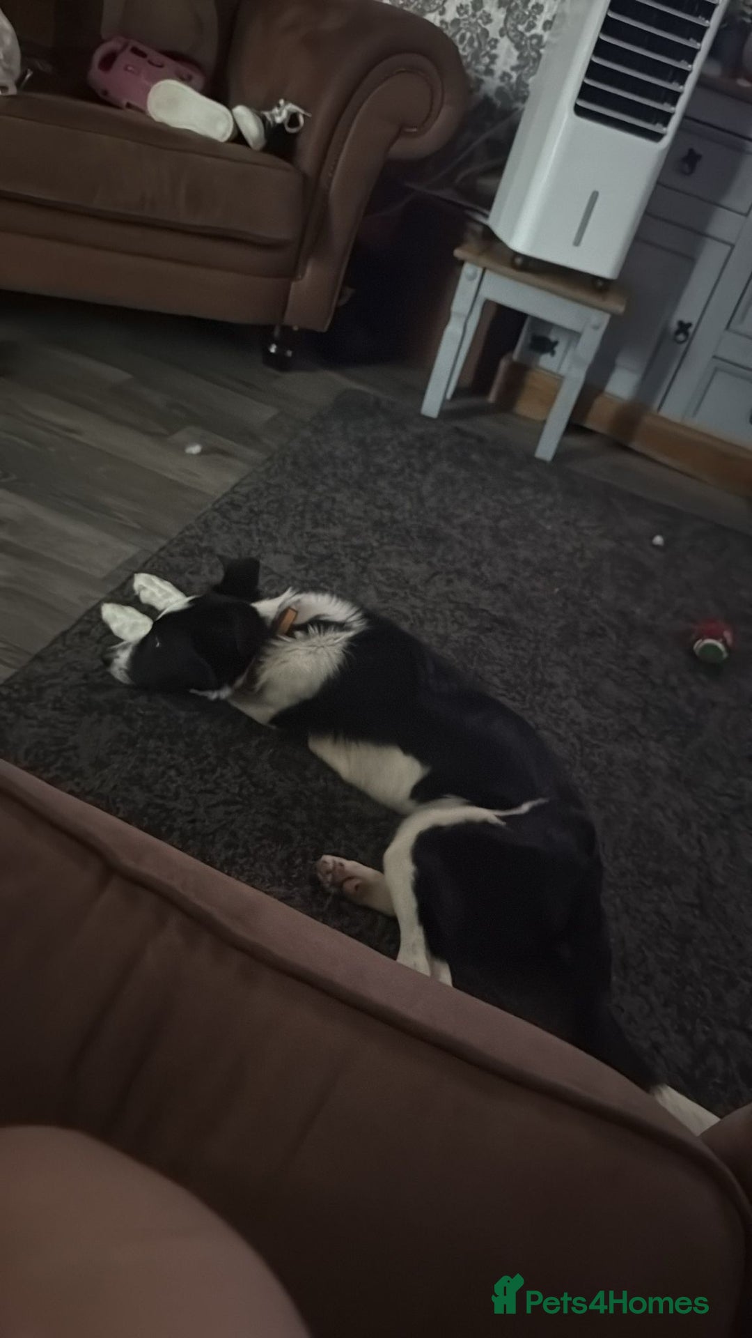 Border Collie dogs for sale: 7 month border collie for sale - Image 2