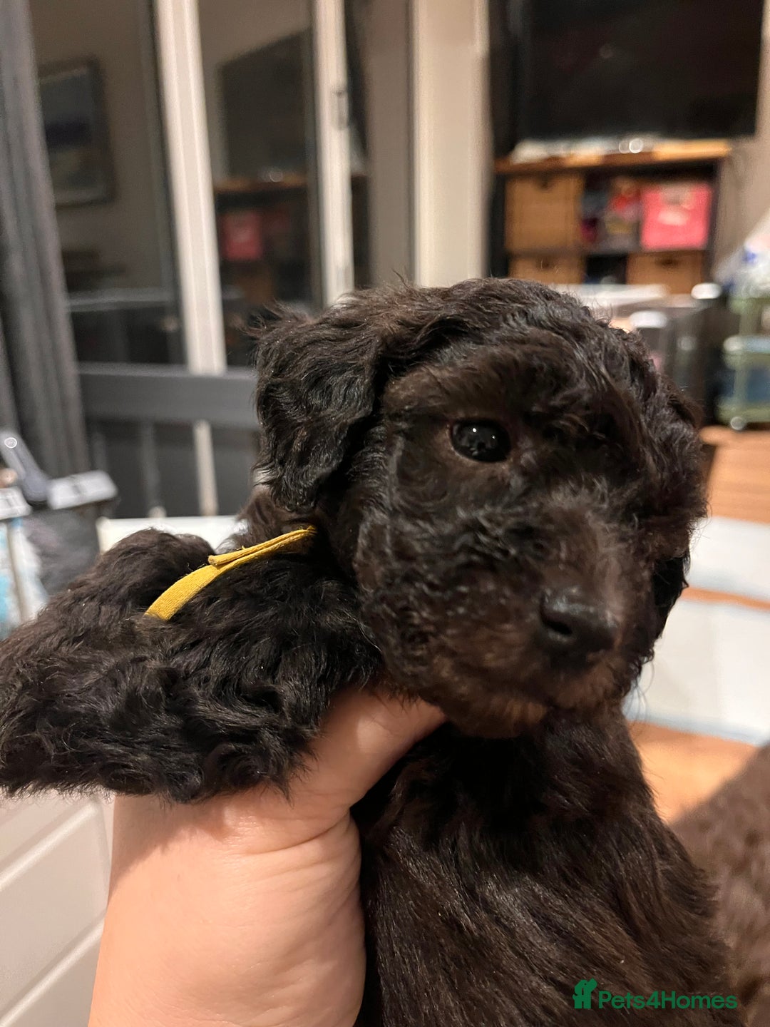Australian Labradoodle dogs for sale: Home raised, DNA tested, Australian Labradoodles - Advert 24