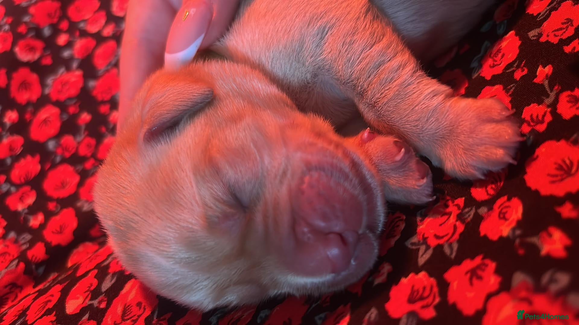 Labrador Retriever dogs Labrador Puppies mum and dad are our pets) - Advert 1