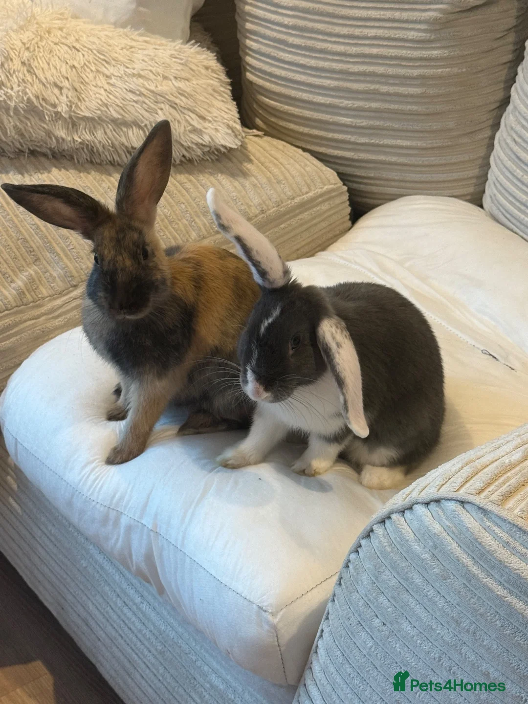 Mixed Breed rabbits for sale: 2 Male rabbits  in Edinburgh - Advert 7