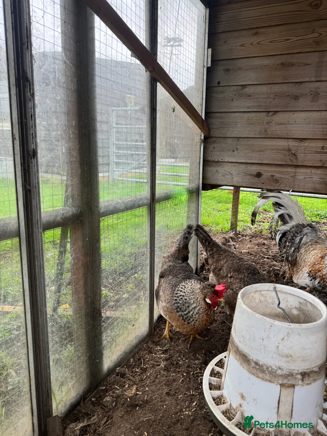 Chickens poultry for sale: Legbar - Advert 2