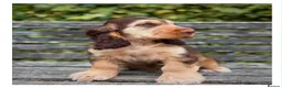 Cocker Spaniel dogs for sale: Quality KC Registered Show Cocker spaniel pippies - Advert 6
