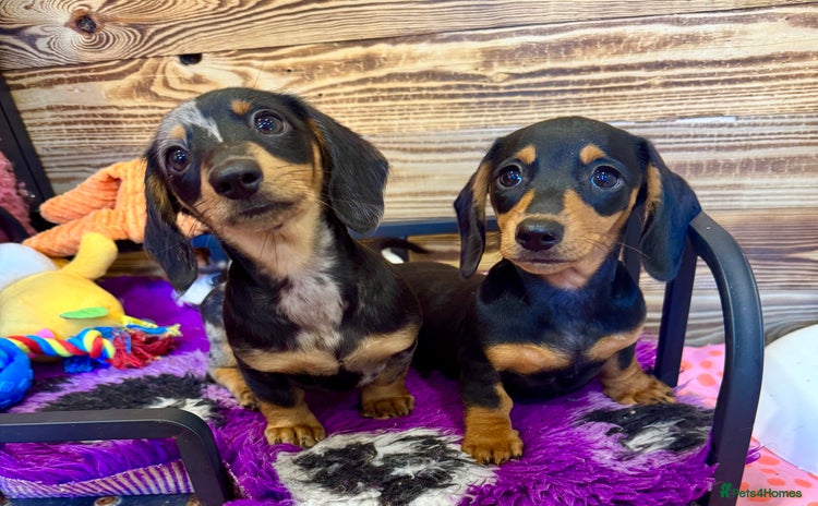 Miniature Dachshund dogs - Advert 14