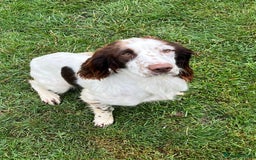 English Springer Spaniel dogs for sale: English Springer Spaniel for sale  - Image 4