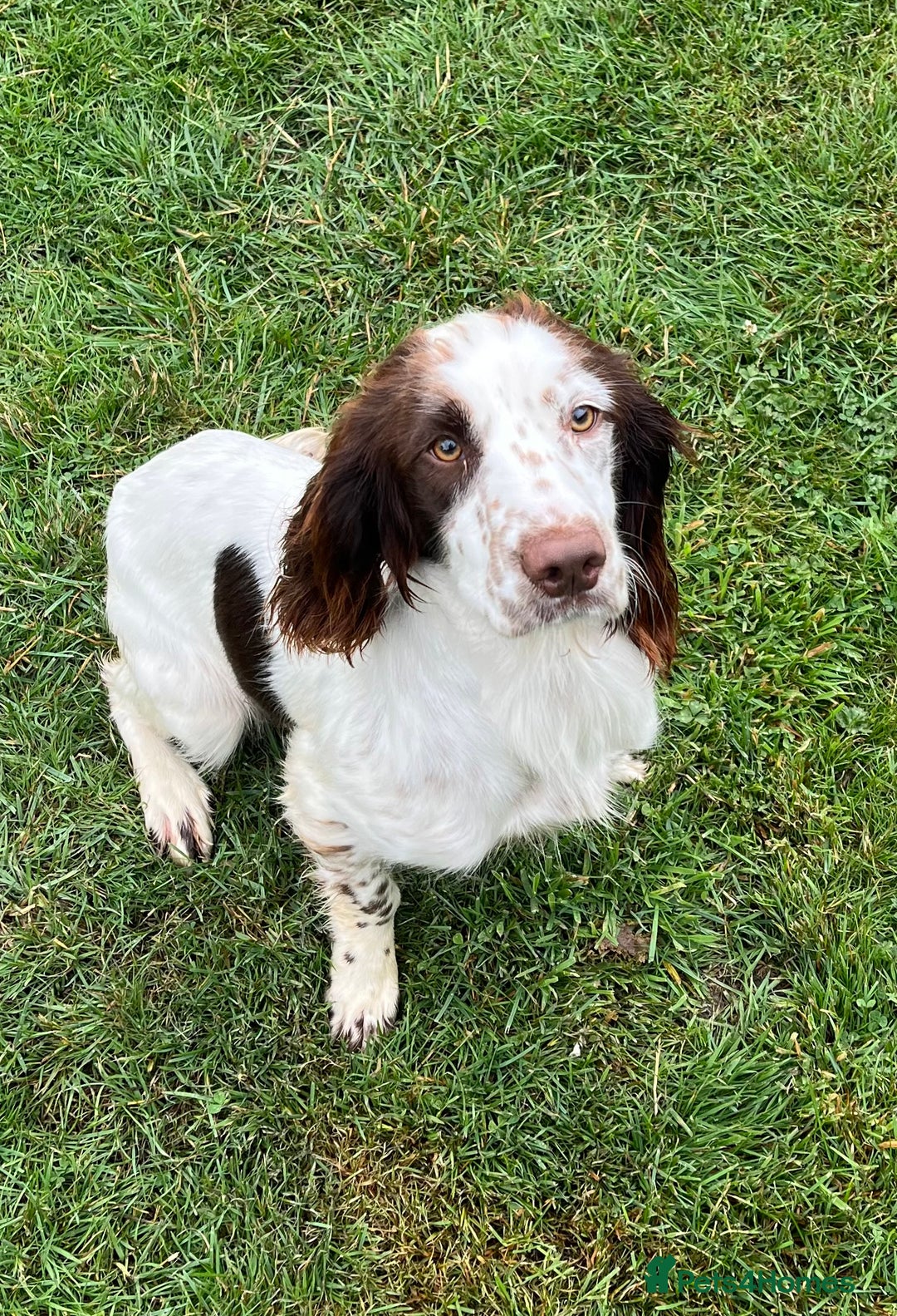 English Springer Spaniel dogs for sale: English Springer Spaniel for sale  - Image 4