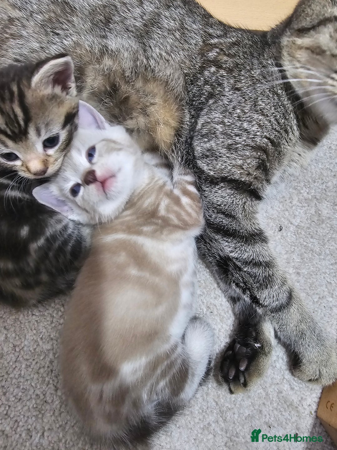 Mixed Breed cats for sale: Five Stunning Bengal X Kittens For Sale  - Image 15