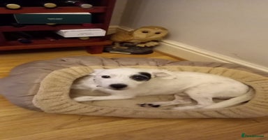 Jack Russell dogs Amazing jack Russell litter  - Advert 14