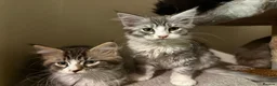 Maine Coon cats for sale: Maine Coon kittens ready to go.  - Advert 1