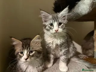 Maine Coon cats Maine Coon kittens ready to go. - Advert 1