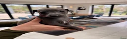 Italian Greyhound dogs for sale: 5 Beautiful Italian Greyhound Puppies - Advert 9