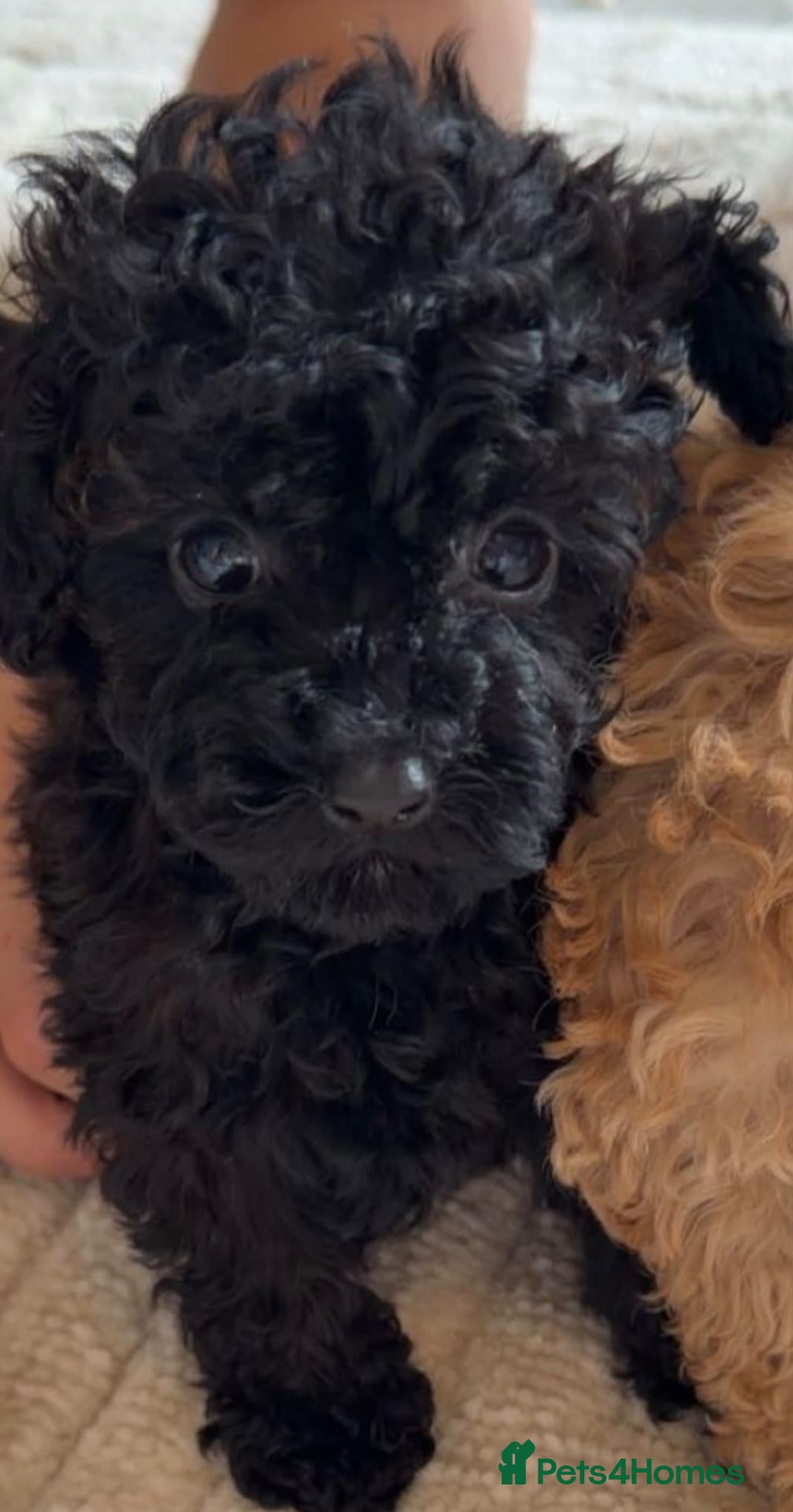 Miniature Poodle dogs Miniature poodles 🐶❤️🩵 - Advert 4