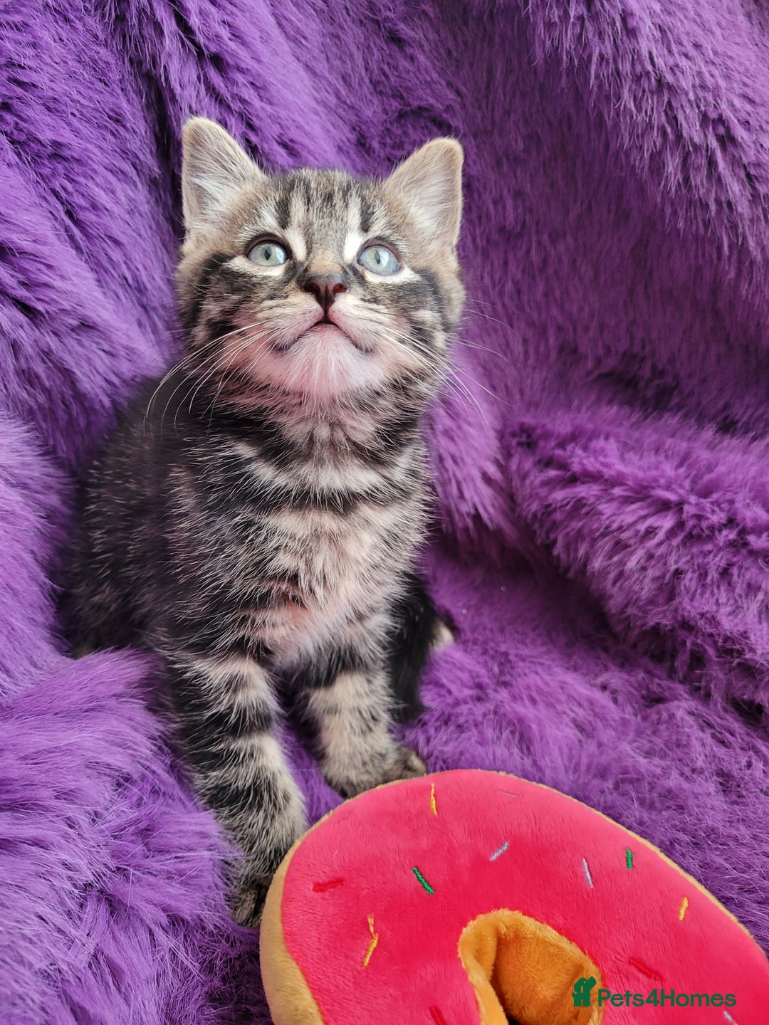 Mixed Breed cats for sale: Playful kittens 🐱 🩷 - Advert 10