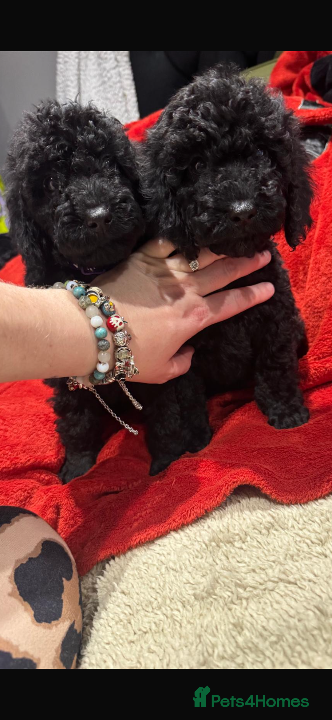 Cockapoo dogs for sale: Ready now! 2 females left!! F1b cockapoos!!! - Advert 8