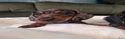 Miniature Dachshund dogs for sale: 6 cute miniature dachshund pupps available  - Advert 18