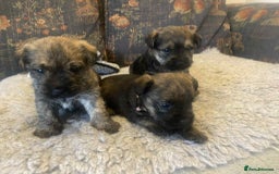 Mixed Breed dogs for sale: Border x Cairn Terrier puppies - Image 13